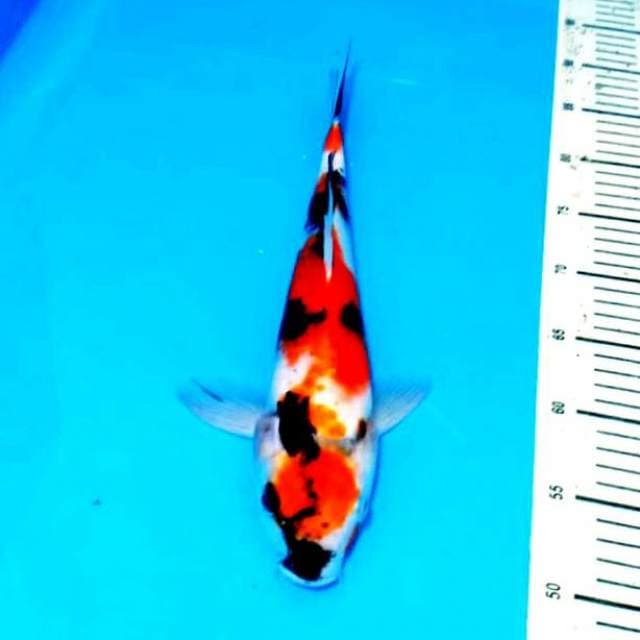 39cm pola bagus tinggal di gemukin