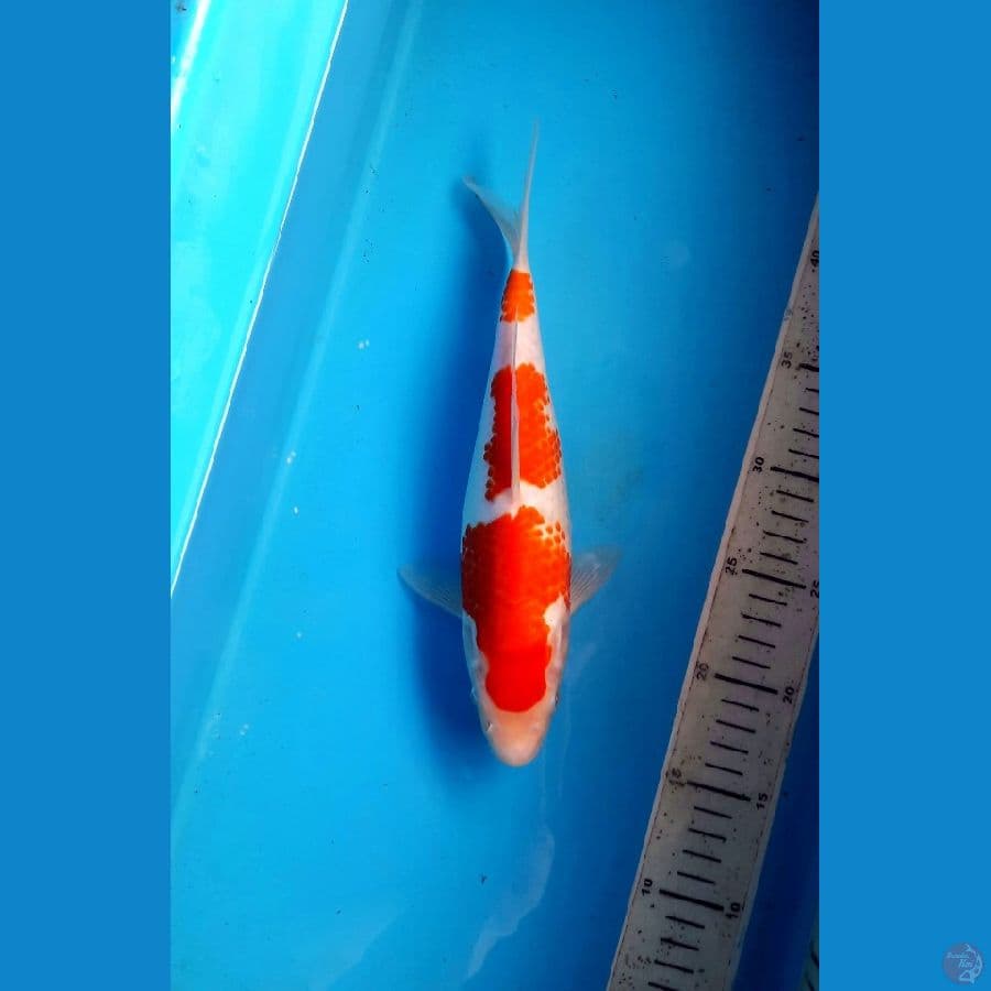 Sandan Kohaku 27cm / F
