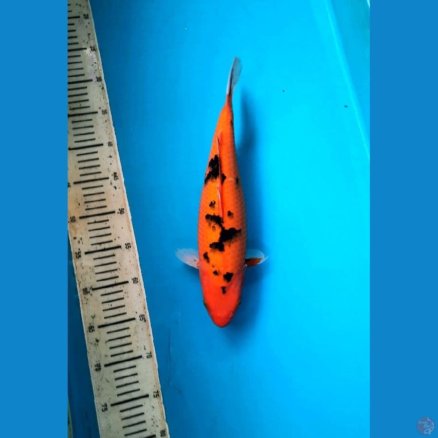 Aka sanke 35cm / F
