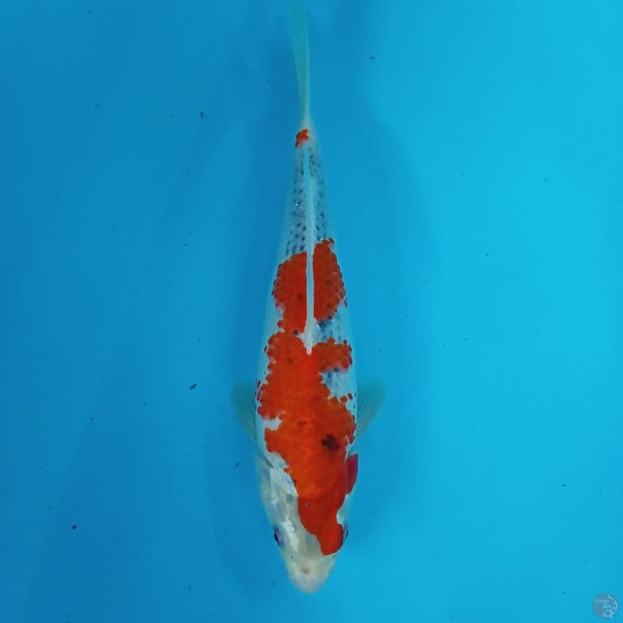 GISHIKI