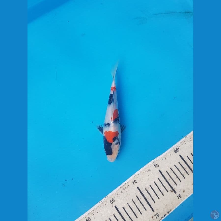 showa 19cm