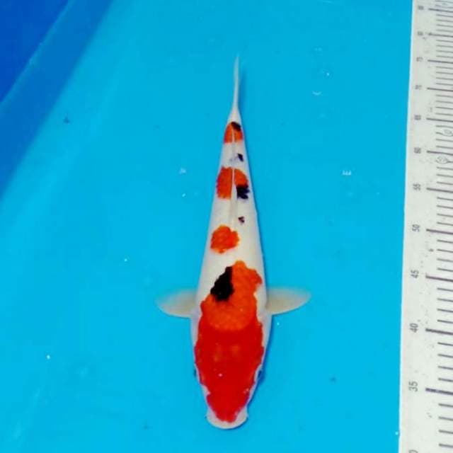 37cm sakura sanke