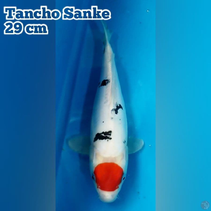 Tancho Sanke 29 cm