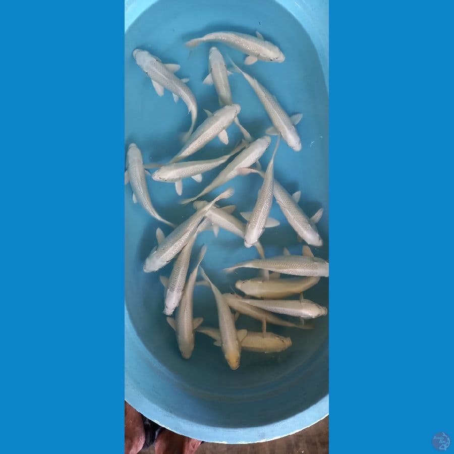 paket platinum ginrin dan biasa 20 ekor