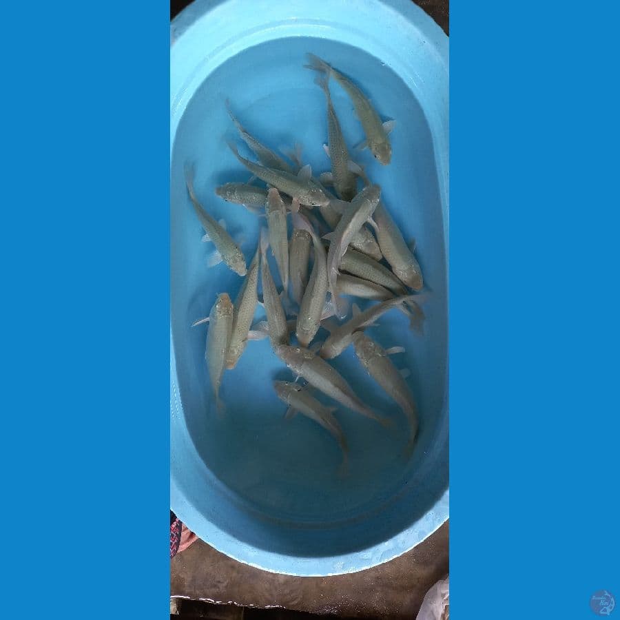 paket soragoi 20ekor