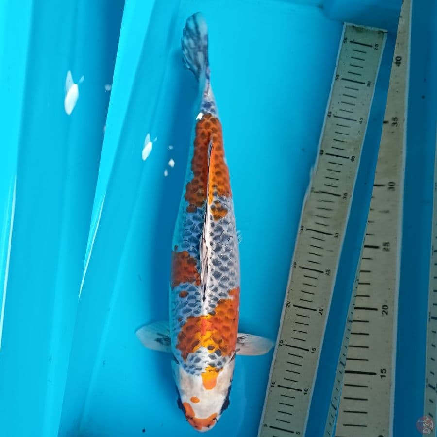 Yellow Gingga
