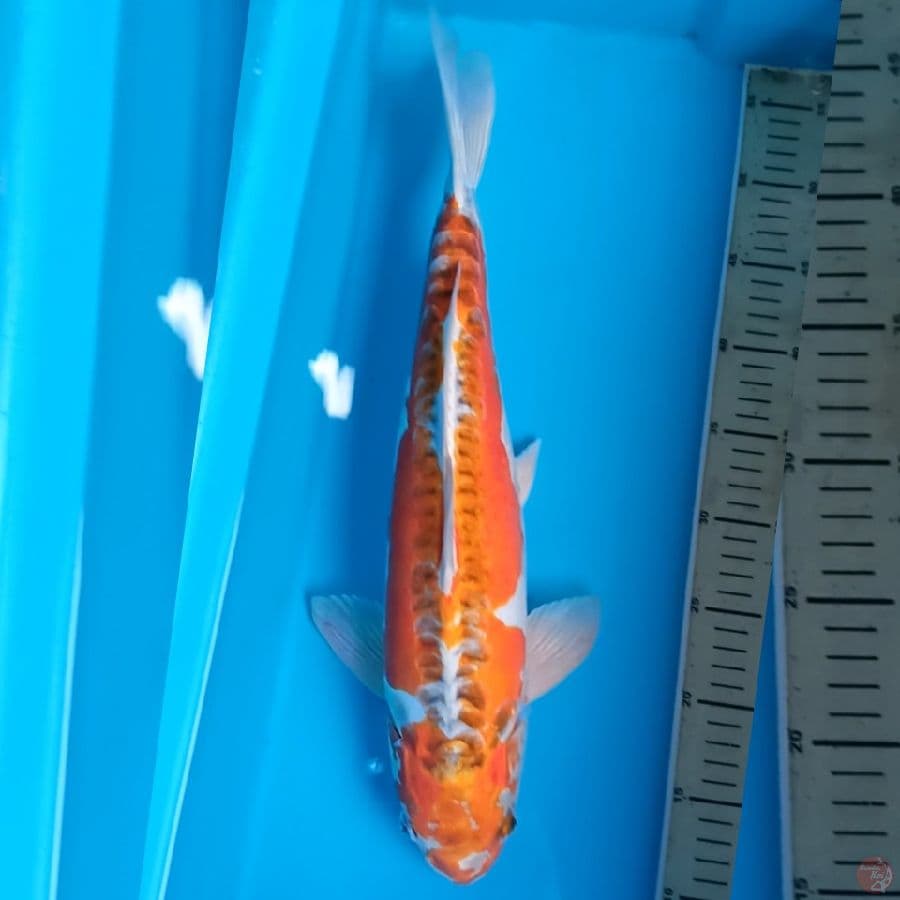 Yellow Shusui