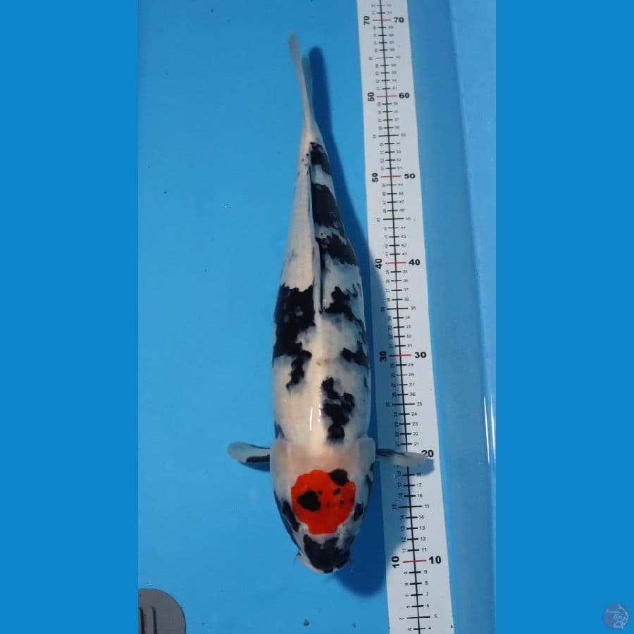 Tancho Showa 54cm