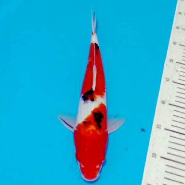 Sanke 35cm