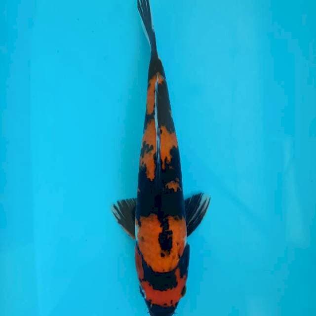 Showa 34cm