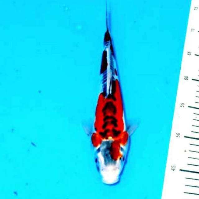 Kujaku doitsu merah 28cm