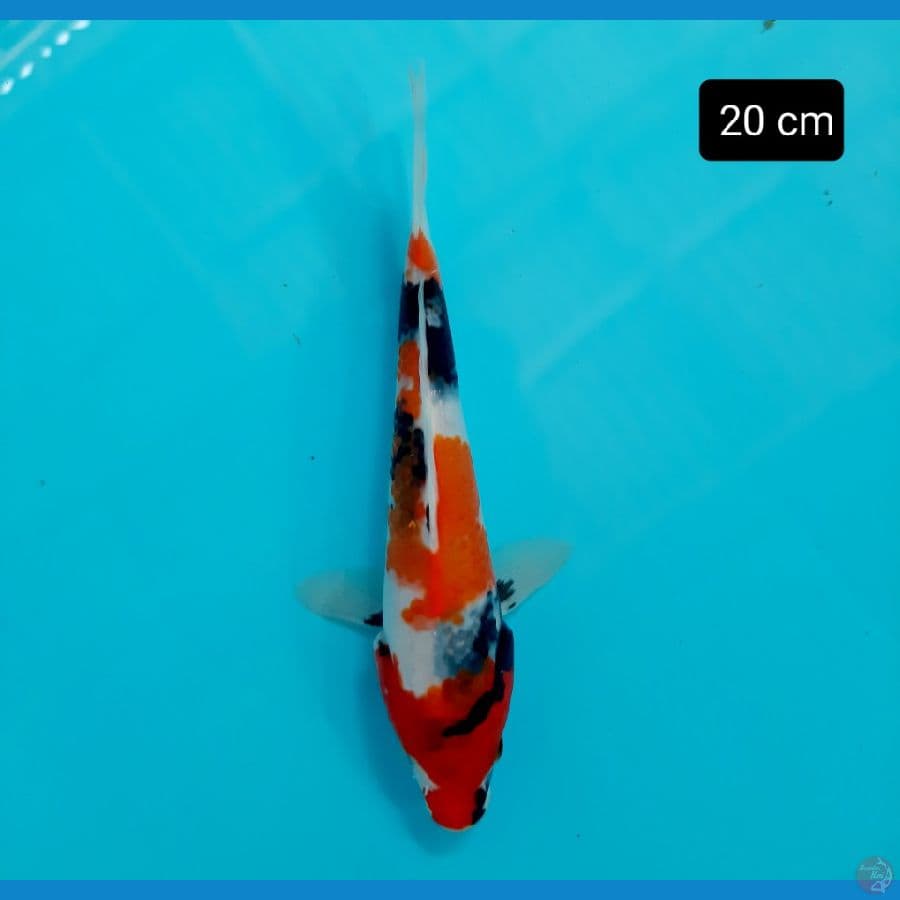 bahan 20 cm