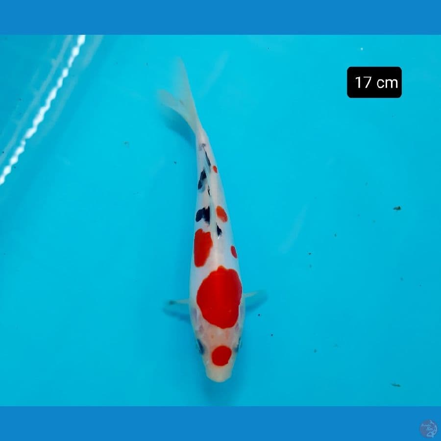minion kindai sanke doit 17 cm