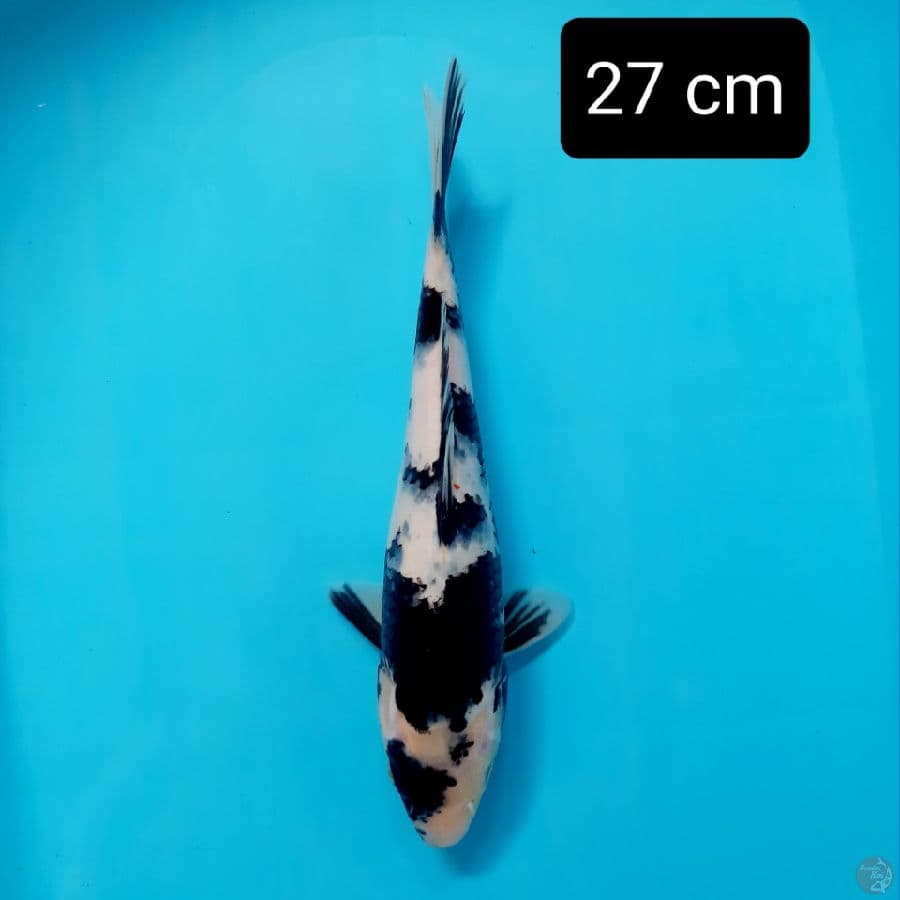 shiro 27 cm