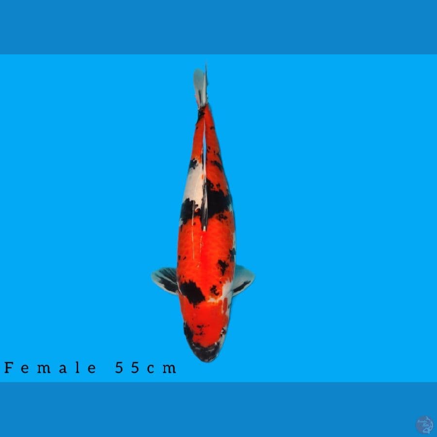 showa female 55cm