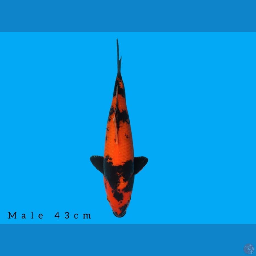 hiutsuri male 43cm