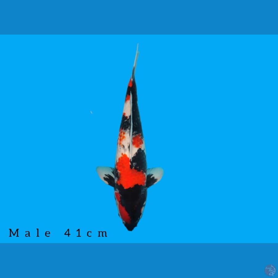 showa male 41cm