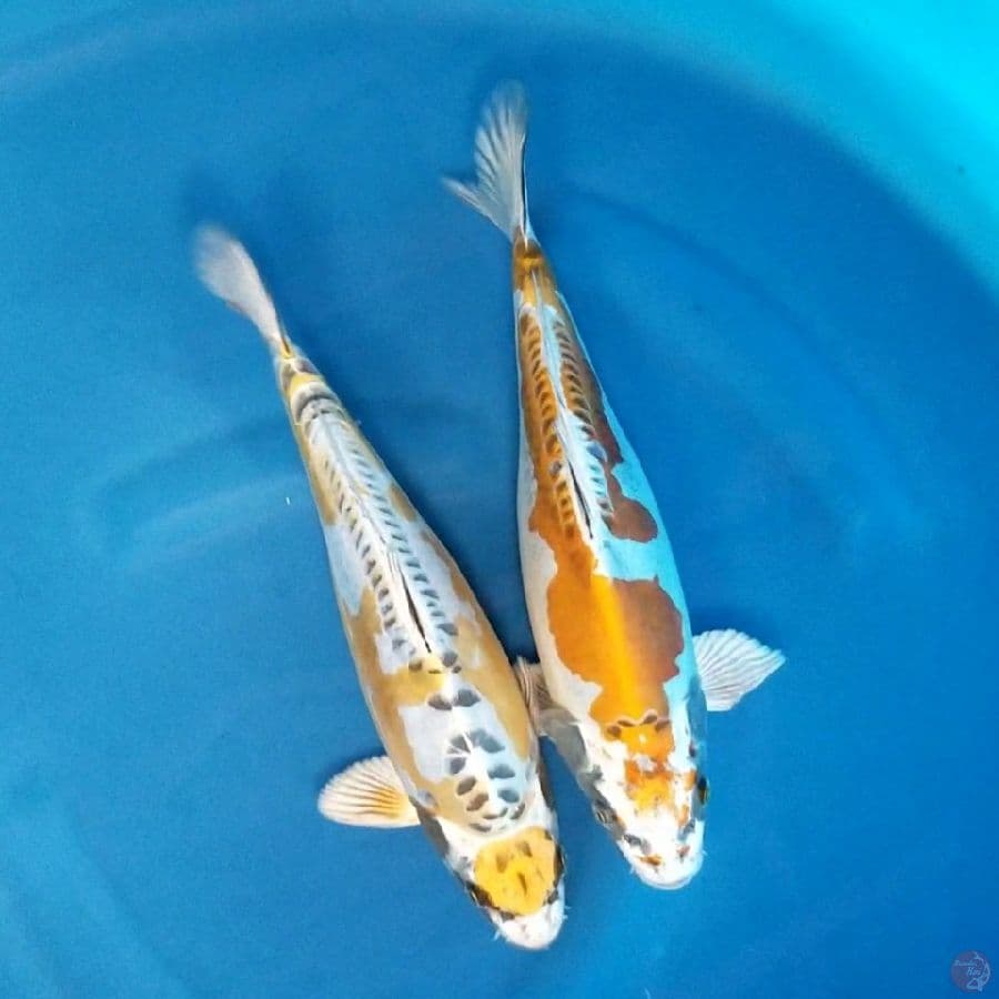 MIX KIKO PUNUK 31-32 CM
