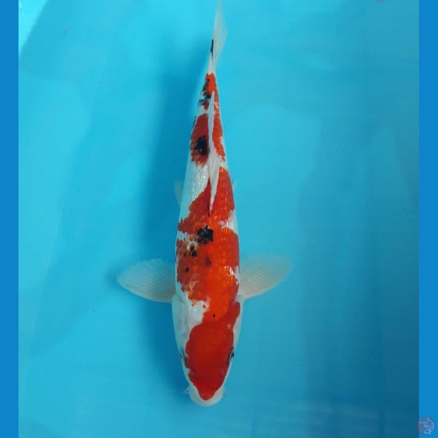 sanke gindrin male 35bu/34cm