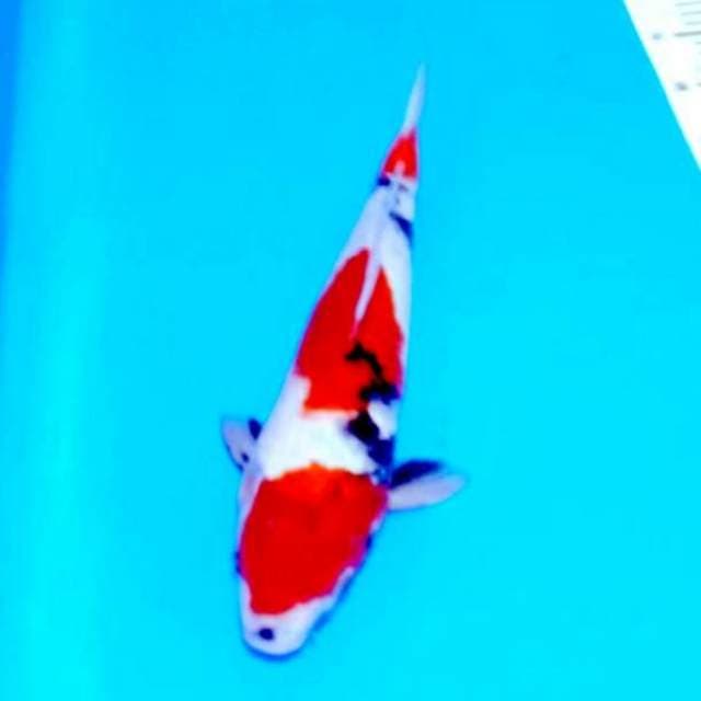 37cm showa 3 step muanteeb