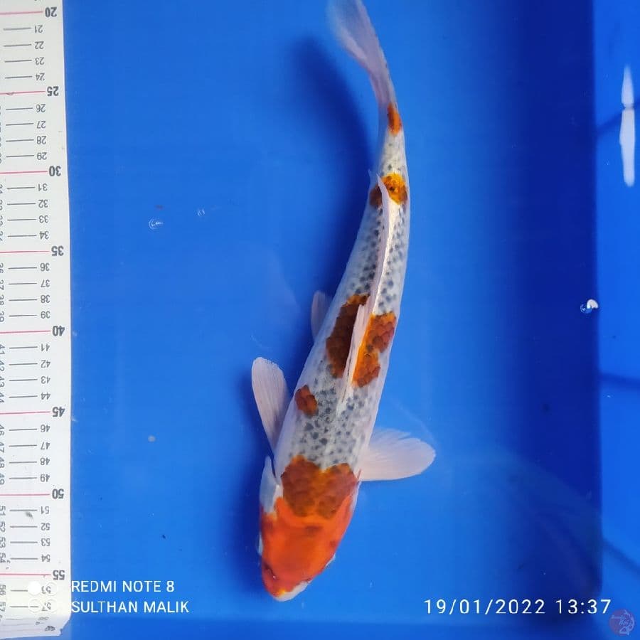 goshiki 37 cm male