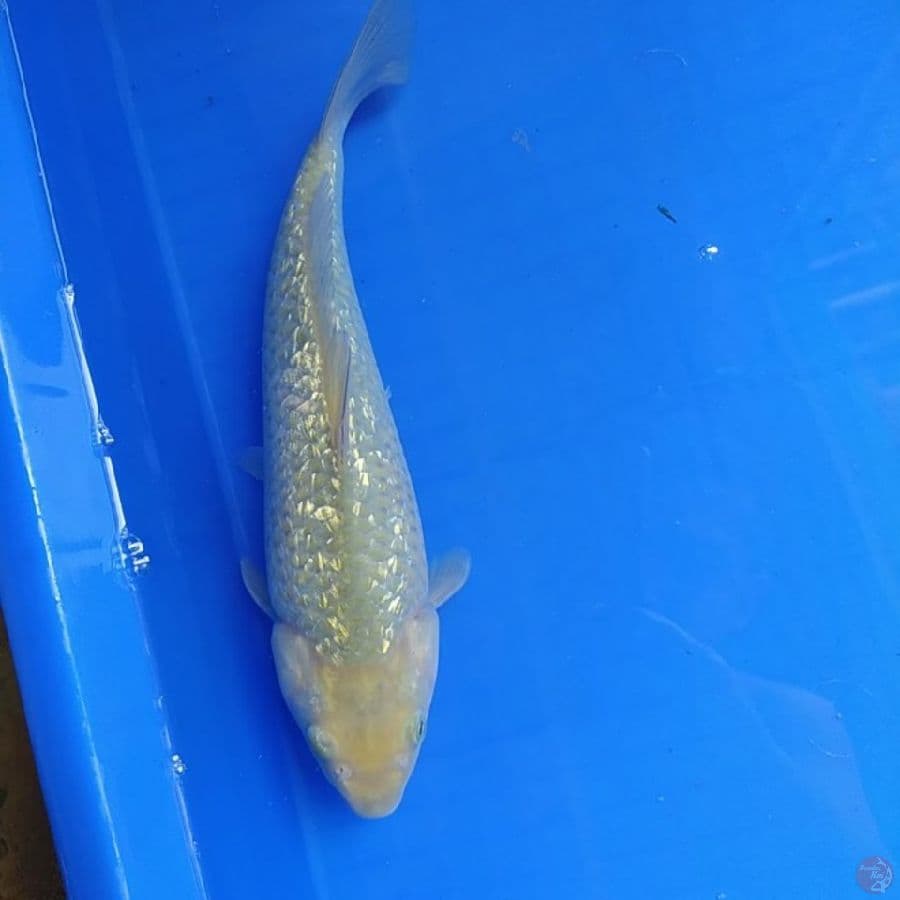 midori bulki 28 cm