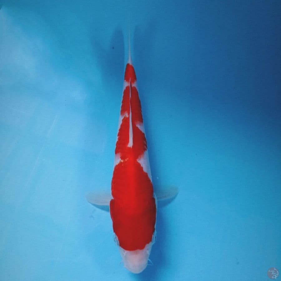kohaku, 21 cm