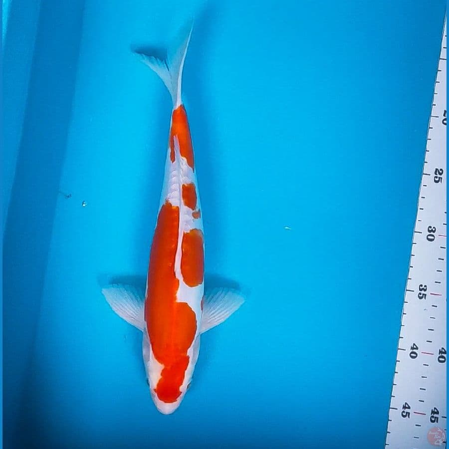 kohaku doit strong 33cm male