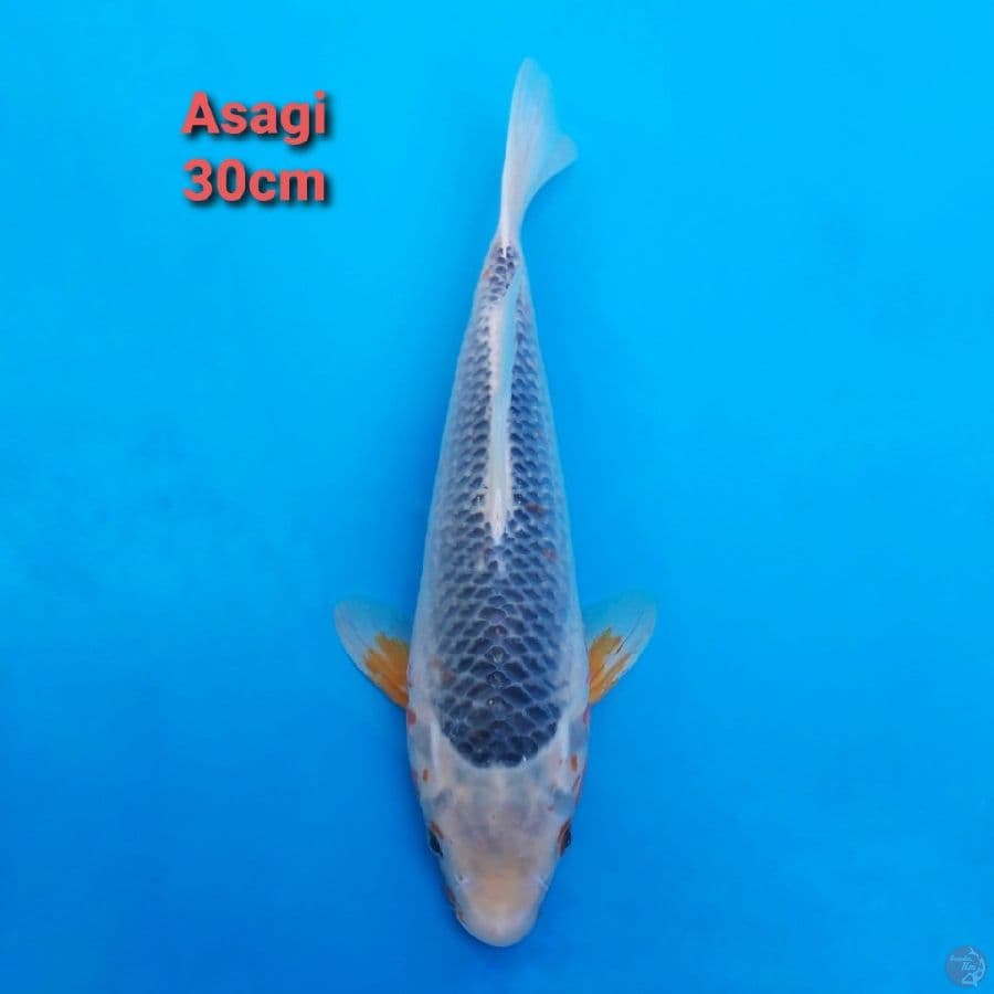 Asagi 30cm