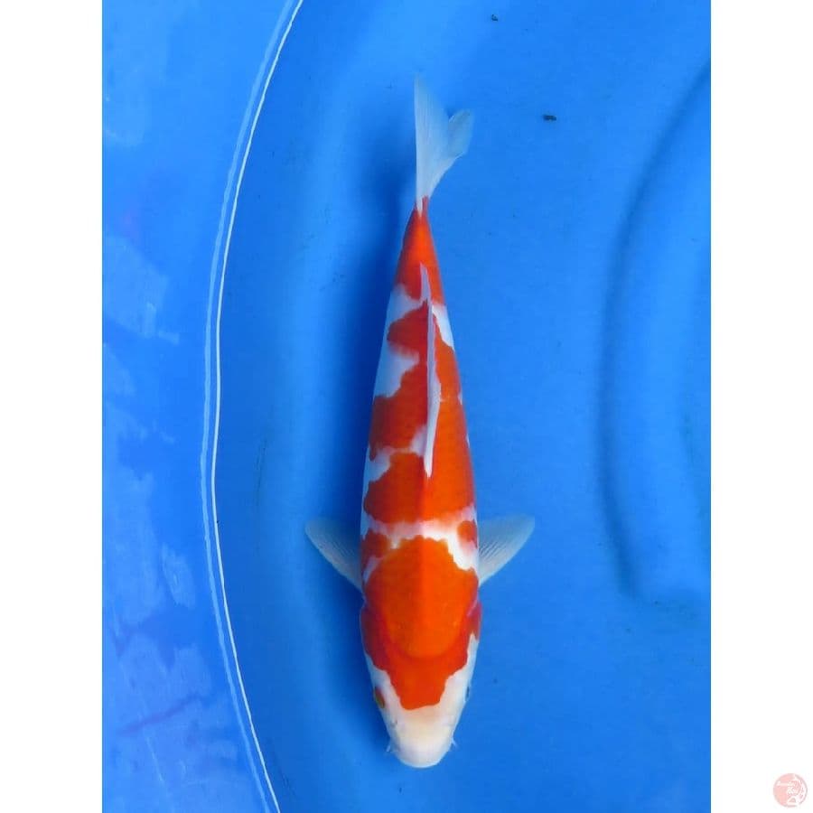 37cm - Kohaku