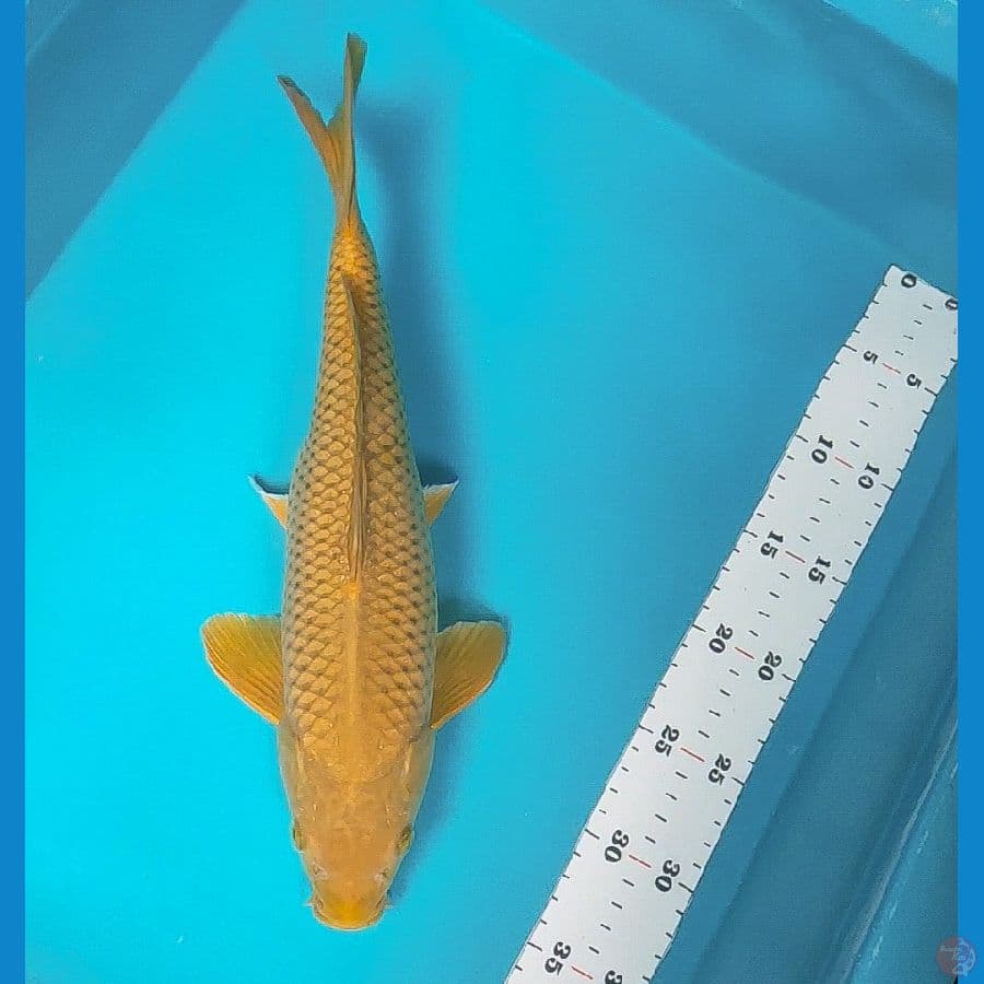 midori 35cm