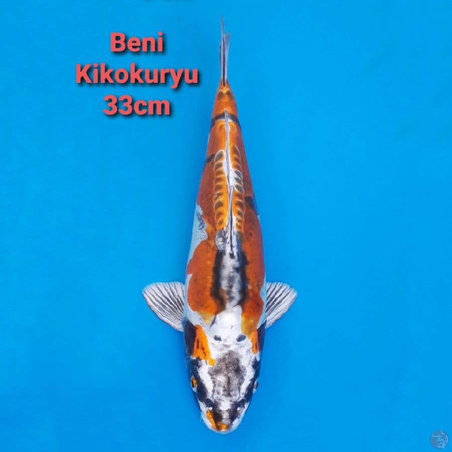 Beni Kikokuryu 33cm ANTIK!!