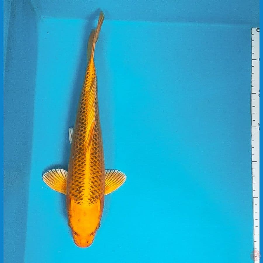 matsuba bersih 32cm male