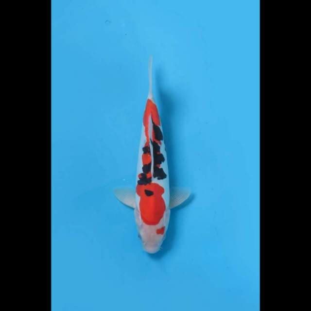 (26cm) SANKE DOITSU MURNI - TOSAI