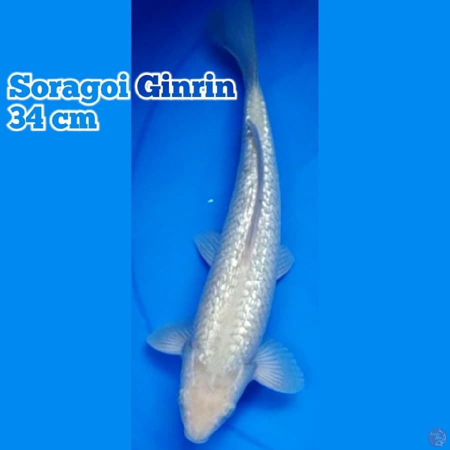 Soragoi Ginrin 34 cm