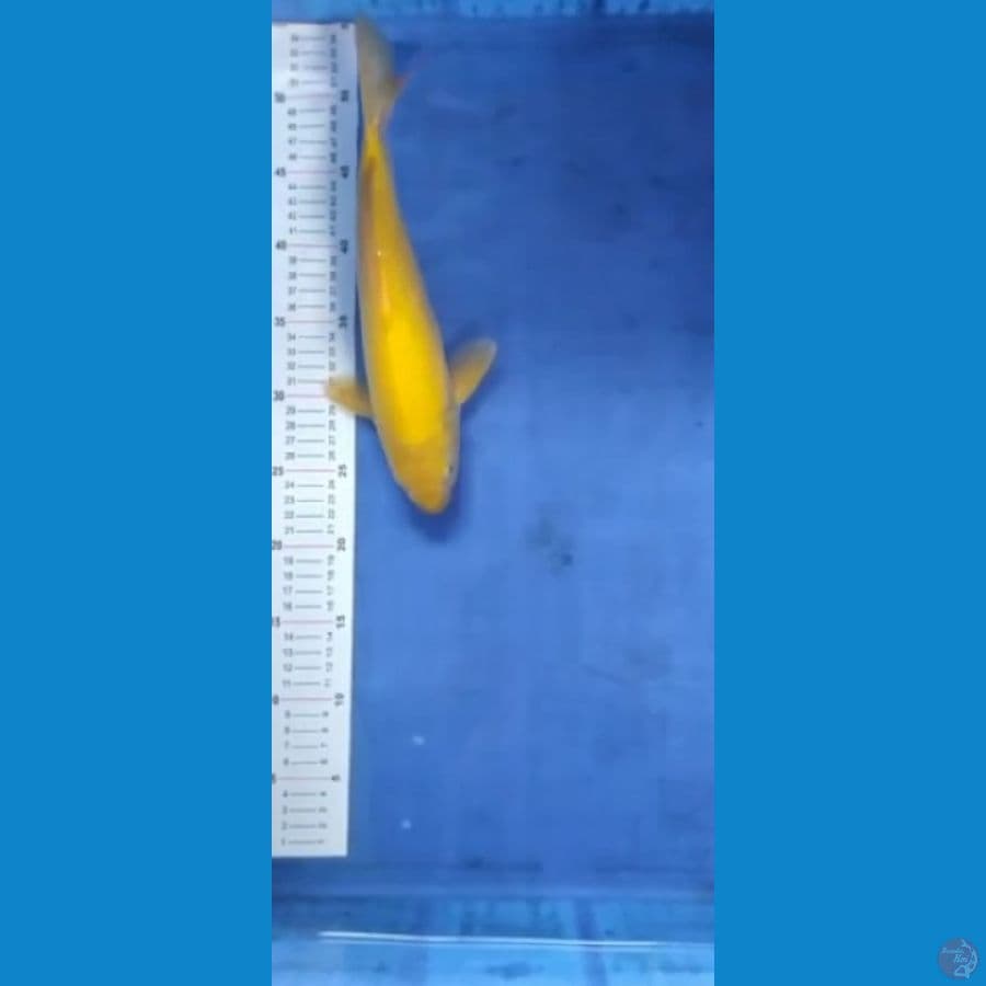 karashi 33 cm, penjatan tangguh