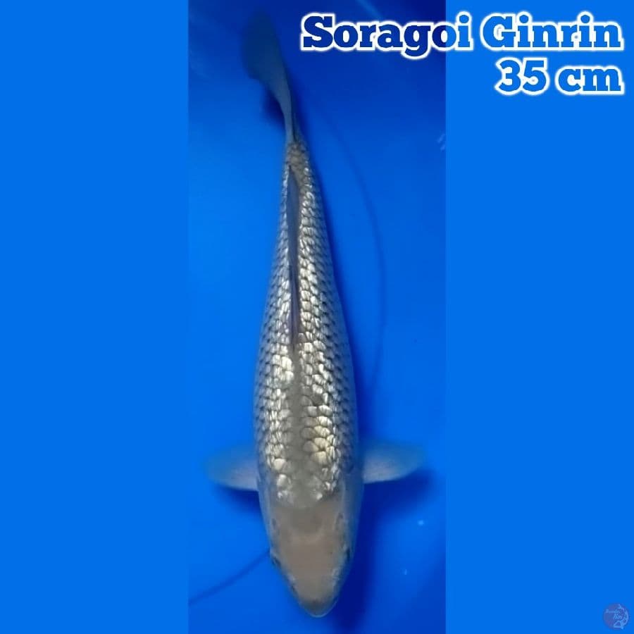 Soragoi Ginrin 35 cm