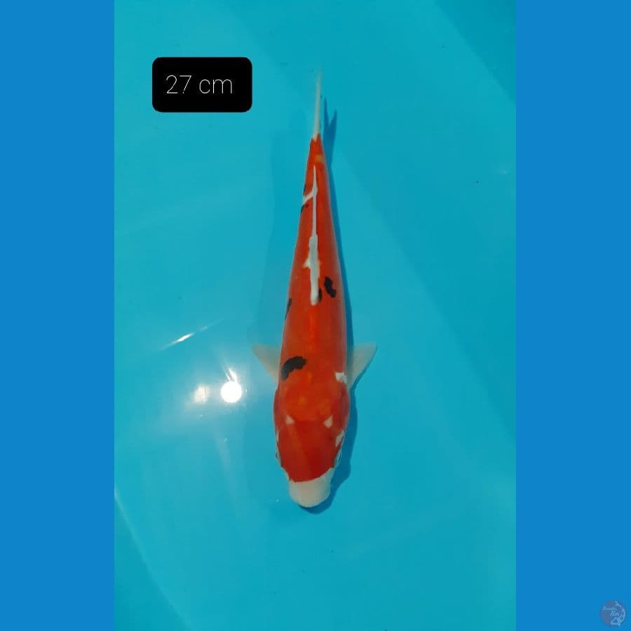 Doitsu 27 cm