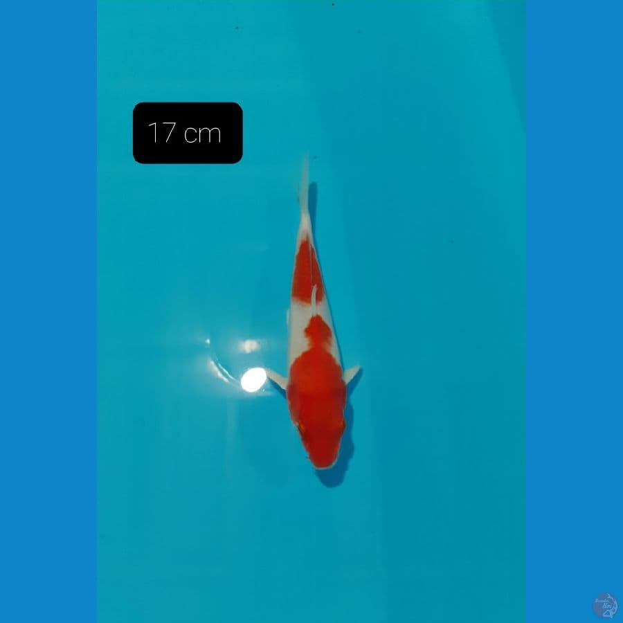 Kohaku Hikari 17 cm