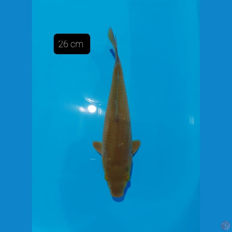 Caghoi 26 cm
