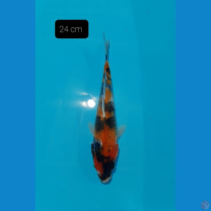 Showa 24 cm