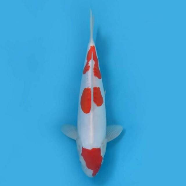 F1 kohaku doitsu murni ori - tosai