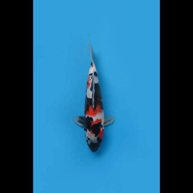 (28cm) KINDAI SHOWA HQ - TOSAI
