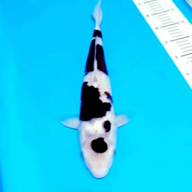 Maruten budo 39cm bagus