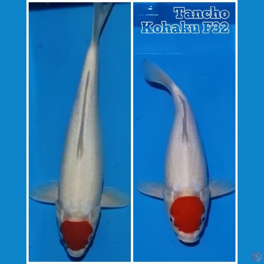 Tancho kohaku F32 cm
