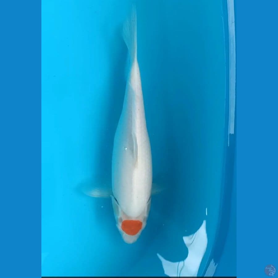 tancho kohaku