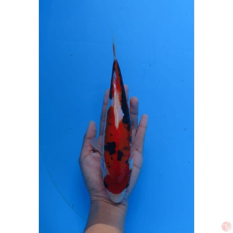 23cm - Benikumonryu