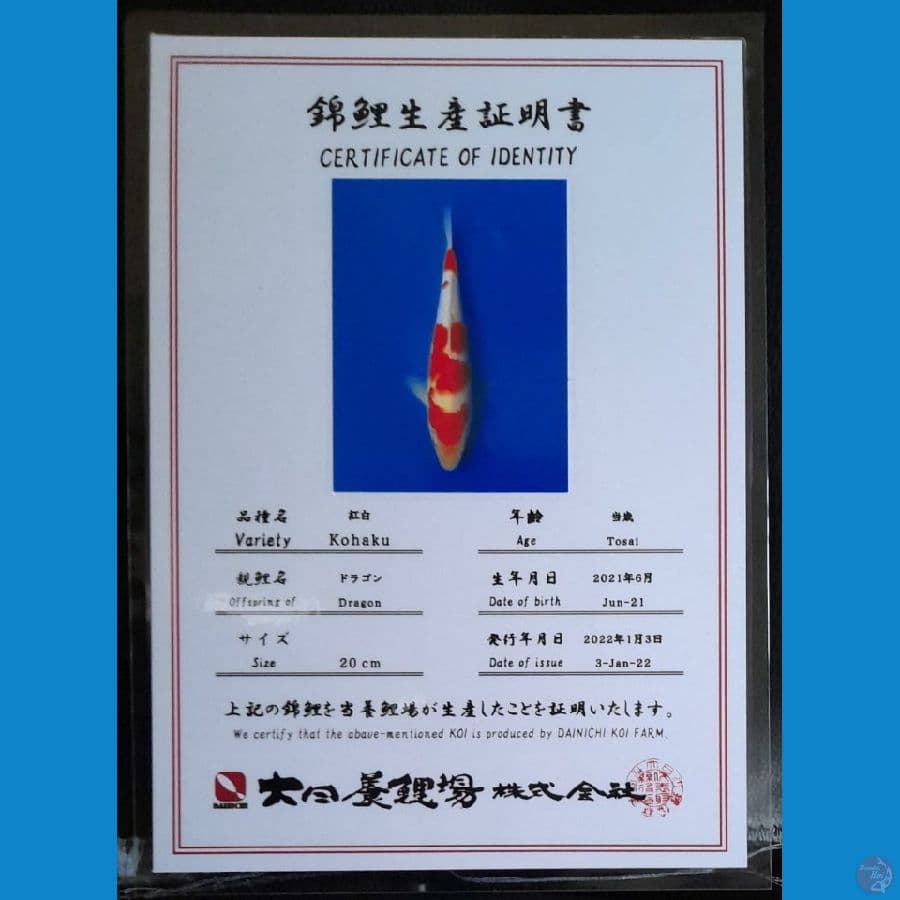 KOHAKU DAINICHI 22CM