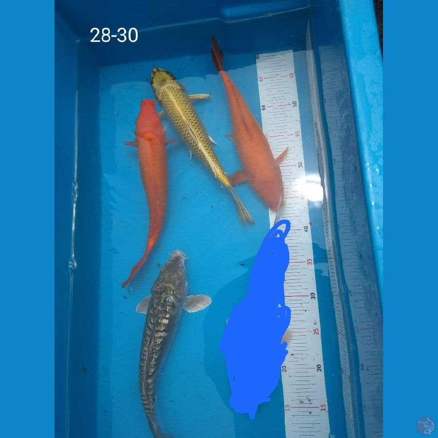 mix koi