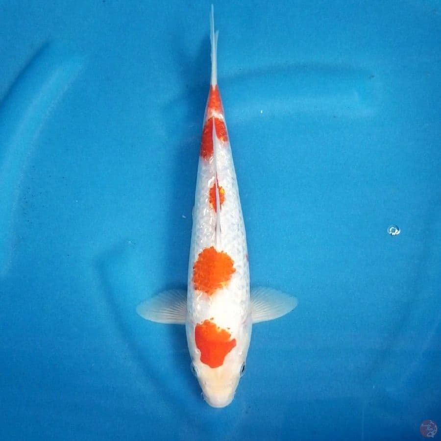 GINRIN KOHAKU ORI 28 CM MALE